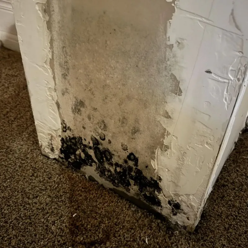 Professional Mold Removal in Dallas, PA